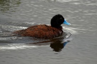 Kachnice australska - Oxyura australis - Blue-billed duck 9751